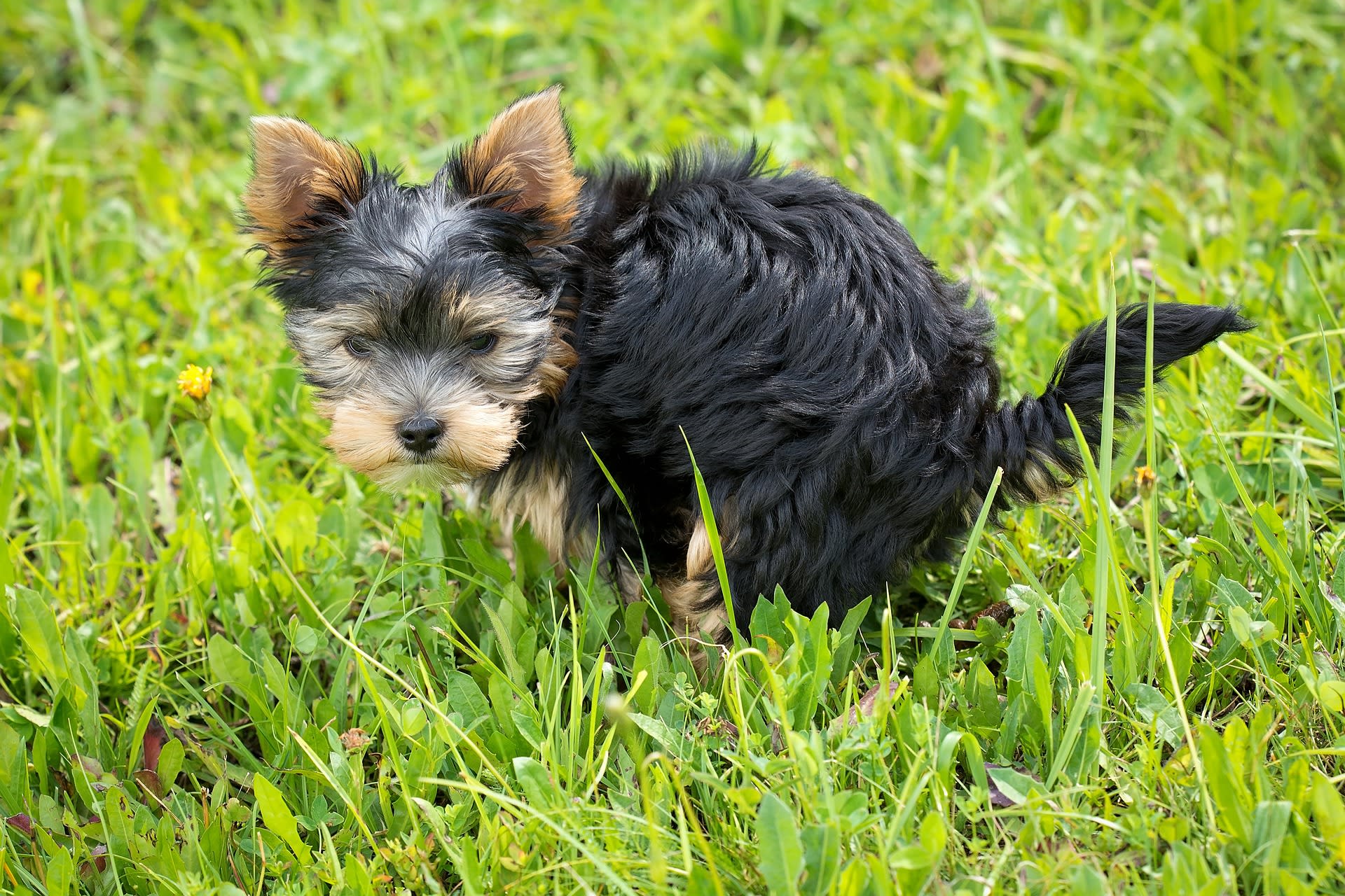 Do puppies poop after every meal sale